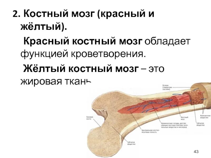 Костный мозг где находится. Функция красного костного мозга в анатомии. Красный костный мозг и желтый костный мозг функции. Красный костный мозг и желтый костный мозг функции таблица. Функции красного и желтого костного мозга.