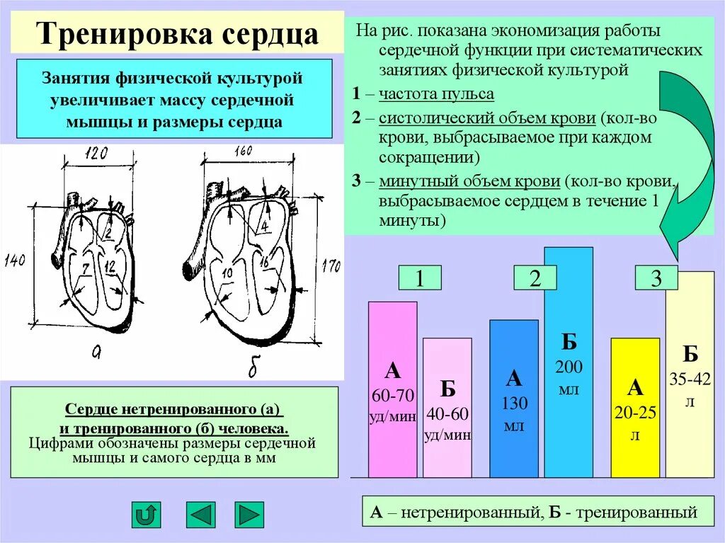 У нетренированных людей после физической работы. Влияние физической нагрузки на сердечно-сосудистую систему. Тренировка сердечно-сосудистой системы. Упражнения для тренировки сердечно-сосудистой системы. Влияние физ нагрузок на сердечно-сосудистую систему.