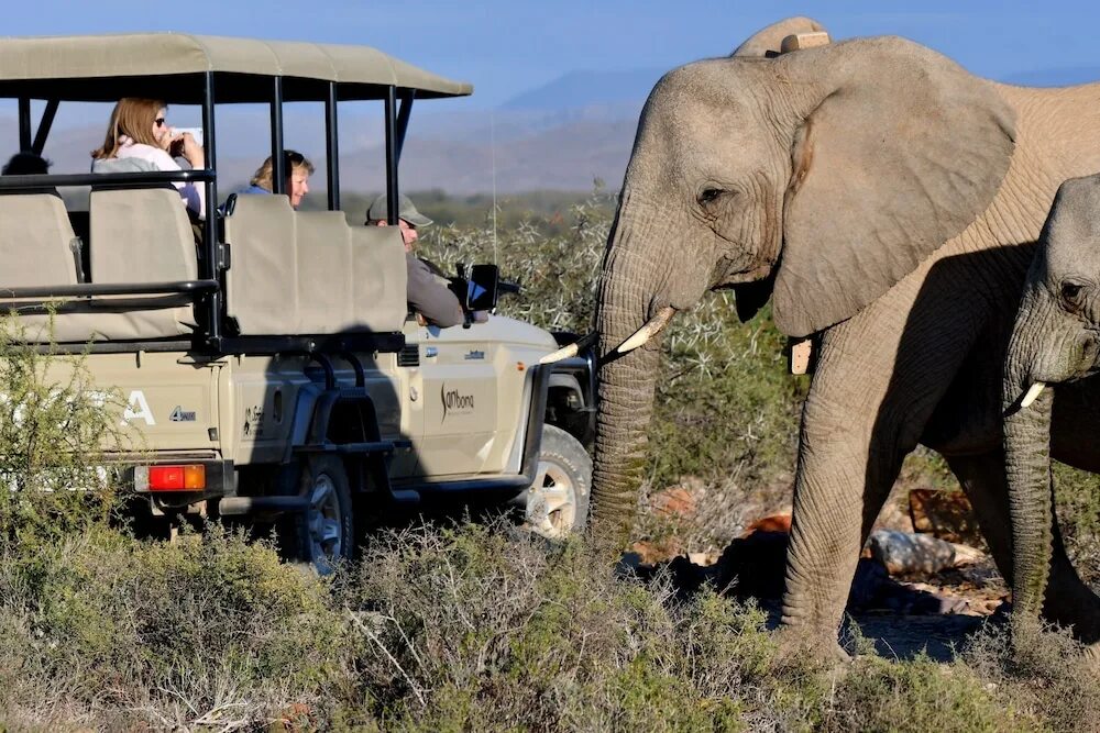 Хендай сафари. Сафари на этой паре. Кения сафари 2022. Tsavo west national park tours. Сафари фотосессия.