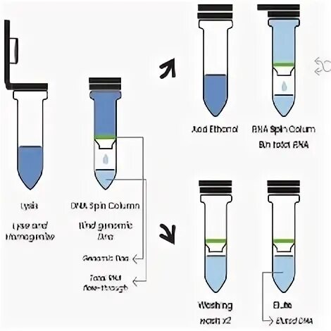 Spin columns. Sephacryl s-400 Spin column DNA Protocol. Sephacryl s-400 Spin column DNA Size Protocol. Isolation of DNA on columns images.