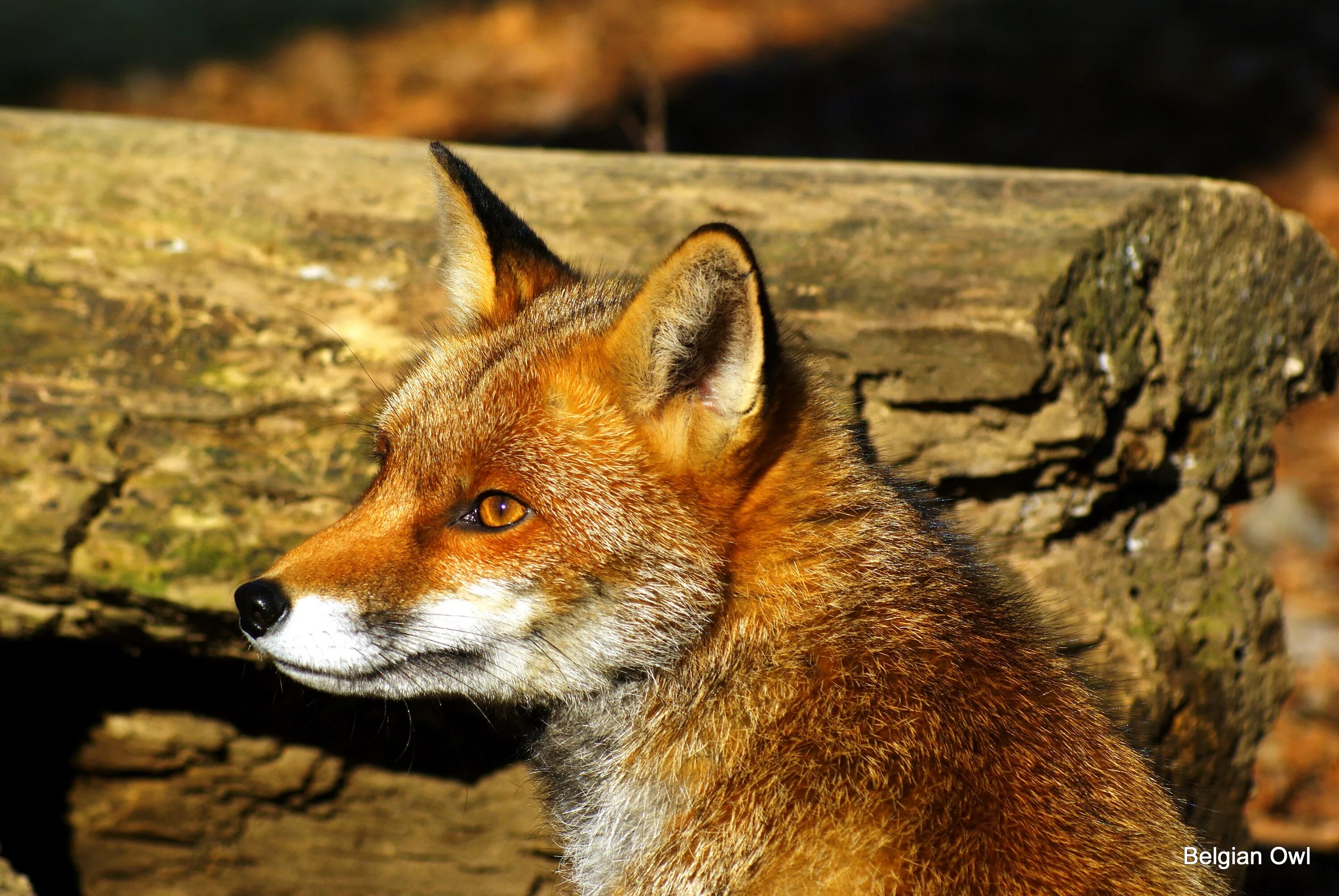 Лисица (Vulpes Vulpes). . Лисы (Vulpes Vulpes. Болотная лиса. Лиса в Эстонии. Переведи fox