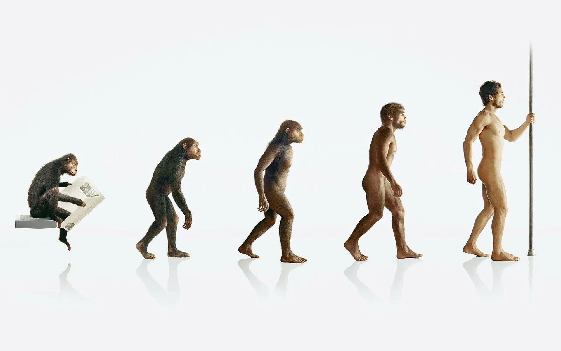 Human Evolution Эволюция человека. Хомо сапиенс обезьяна. Эволюция обезьяны в человека. Процесс превращения человека в обезьяну