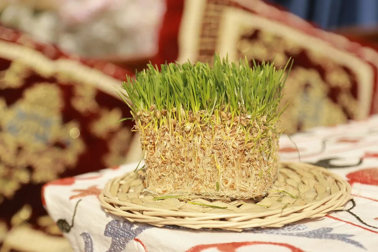 Ростки пророщенной пшеницы. Пророщенная рожь микрозелень. Пророщенная пшеница сладкая. Росток пшеницы фото. Пророщенная рожь микрозелень.