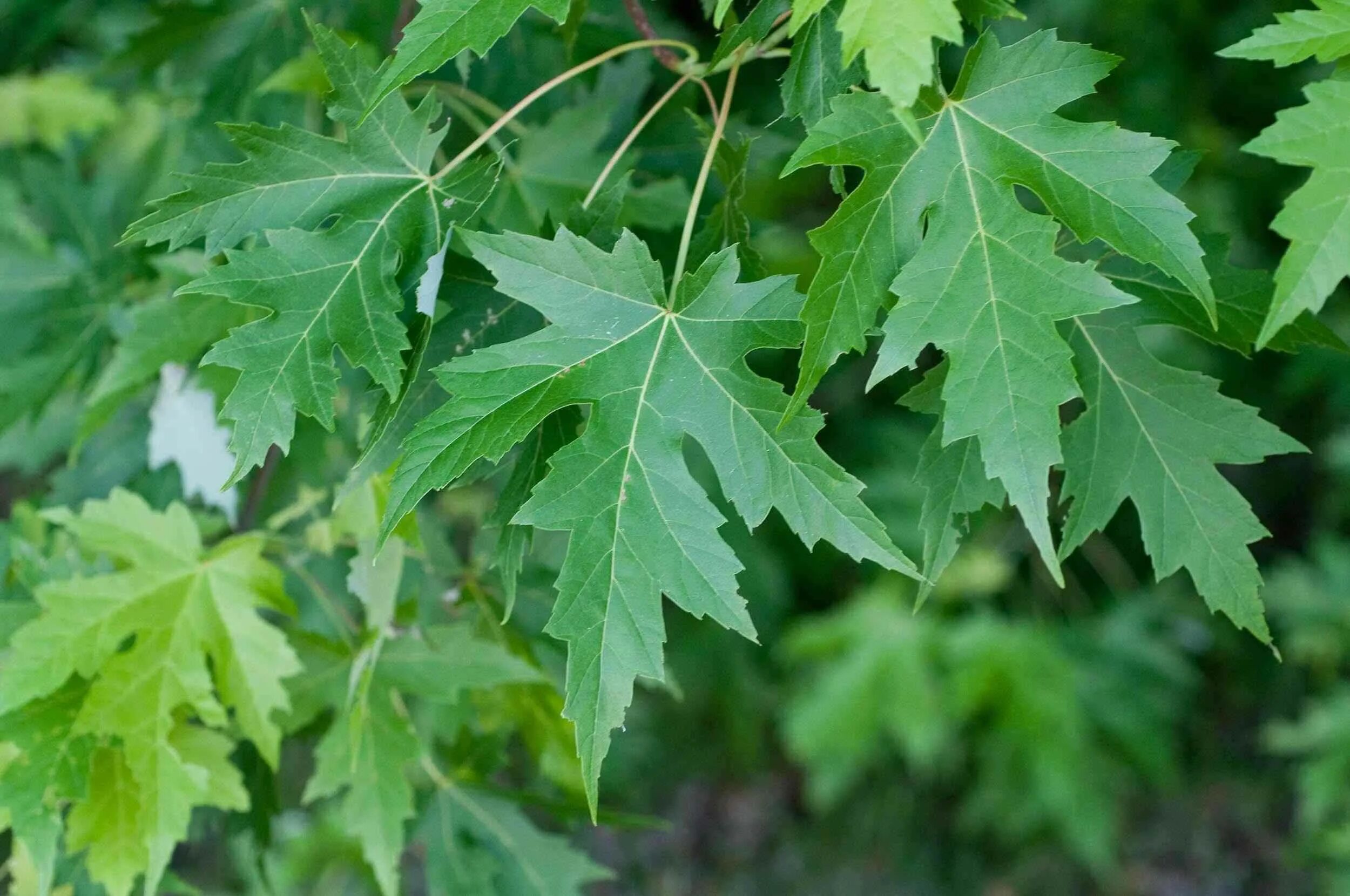 Клен сахаристый (серебристый). Клен серебристый Acer saccharinum. Клен сахаристый (серебристый) Acer saccharinum. Семена клен сахарный (Acer Saccharum).