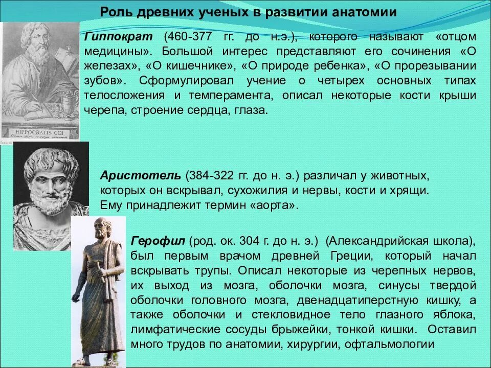 Краткое содержание анатомии. Что такое анатомия в биологии 5 класс. Леонардо да винчи ученый анатомия. Краткое содержание анатомии. Историческое развитие анатомии.