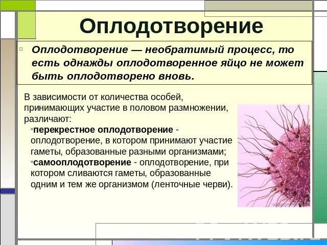 Какой процесс называют оплодотворением 6 класс. Оплодотворение определение. Оплодотворение это в биологии 6 класс. Оплодотворение кратко. Определения понятиям оплодотворение.