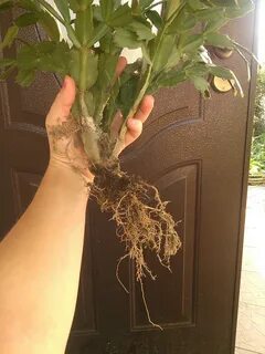Ухаживать корень