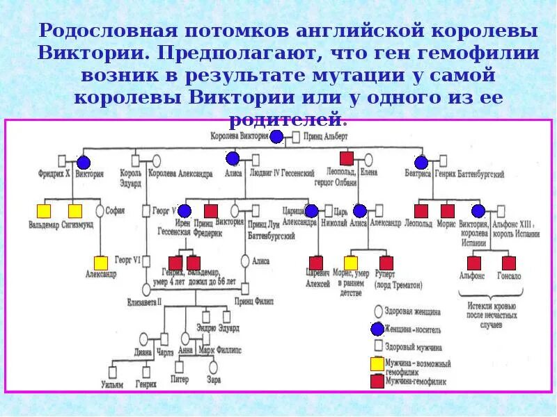 Родословная по гемофилии королевы Виктории. Родословная королевы Виктории наследование гемофилии. Генеалогическое Древо королевы Виктории гемофилия. Гемофилия это наследственное заболевание