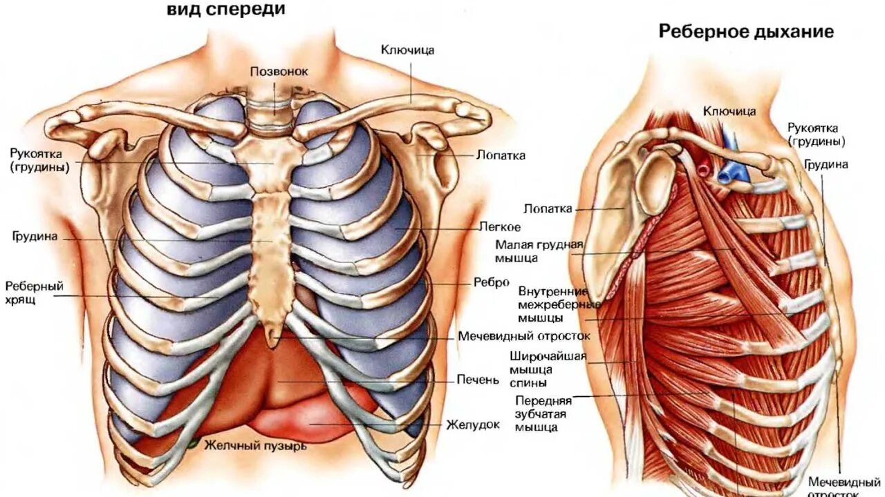Сильно болит правое ребро. Анатомия человека грудная клетка Грудина мечевидный отросток. Грудная клетка анатомия мечевидный отросток. Грудная клетка человека строение с органами спереди.