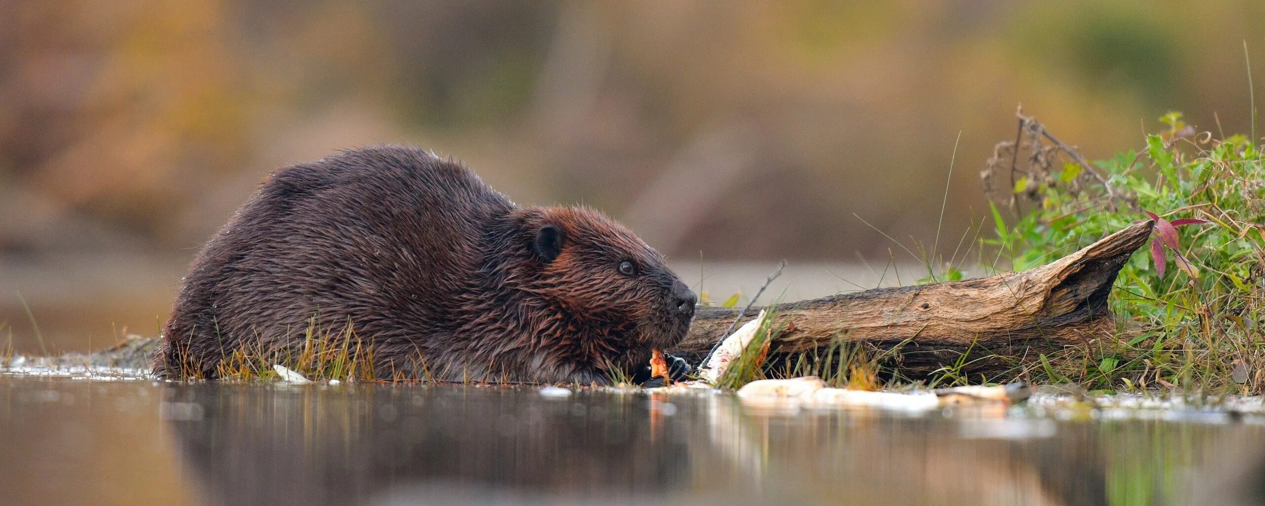 Канадский Бобр (Castor canadensis). Бобр Речной обыкновенный. Речной Бобр Западносибирский подвид. Бобр бобриха и бобрята.