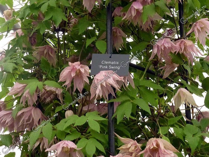 княжик пинк дрим. княжик пинк свинг. клематис княжик пинк свинг. княжик пинк свинг. клематис махровый княжик pink swing описание.