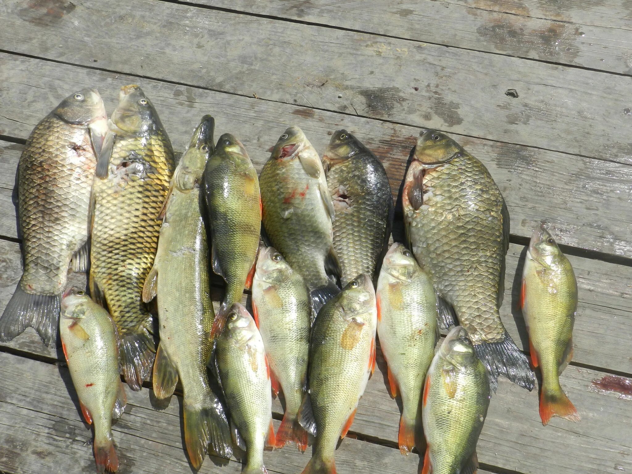 сайт улов. сайт улов. сайт улов. "большой улов". сайт улов.