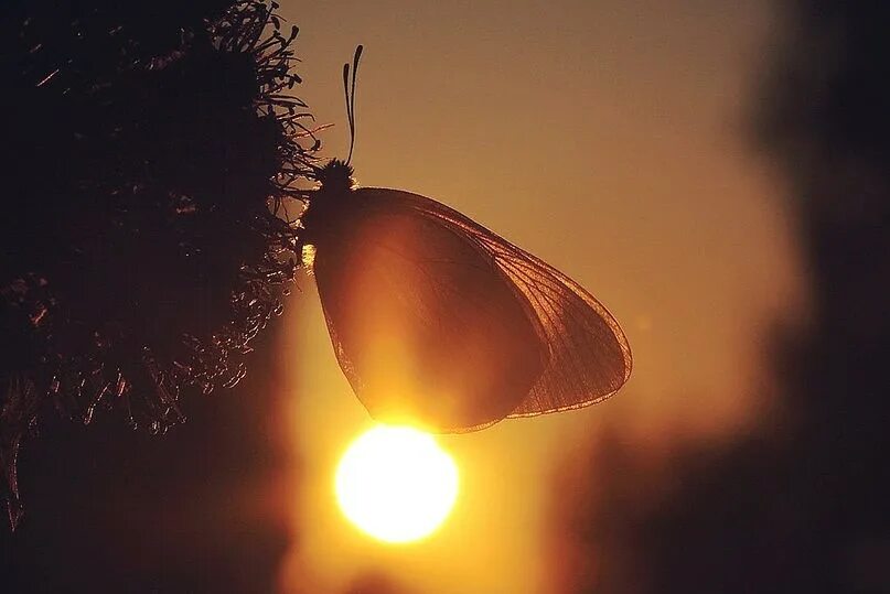 Ночные мотыльки у лампы. Мотыльки вокруг лампочки. Мотыльки на свет. Мотыльки летят на свет. Мотыльки на свету.