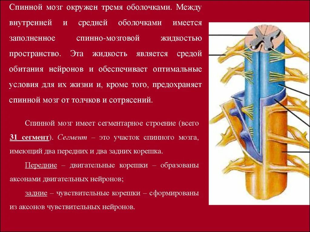 Сколько пар спинномозговых нервов отходит от спинного. Спинной мозг окружен тремя оболочками. Нервные корешки спинного мозга. Нервы спинного мозга. Спинной мозг спинномозговой нерв.