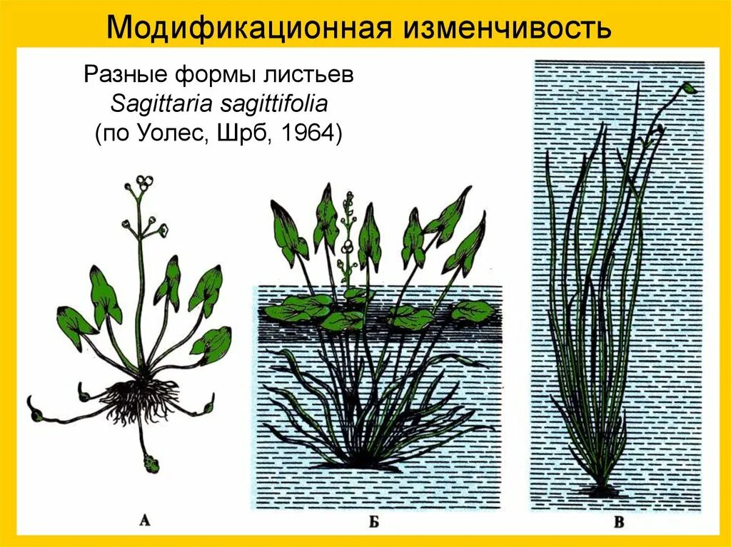 Стрелолист модификационная. Стрелолист модификационная изменчивость. Стрелолист обыкновенный модификационная изменчивость. Модификационная изменчивость листьев СТРЕЛОЛИСТА.