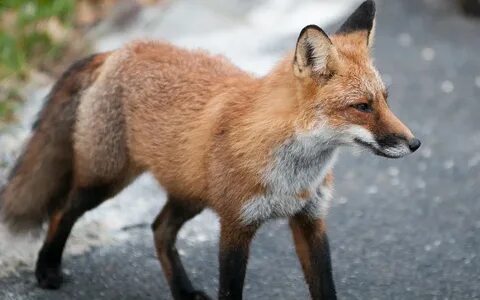 Fox download