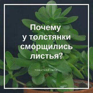 Денежное дерево листья стали мягкими