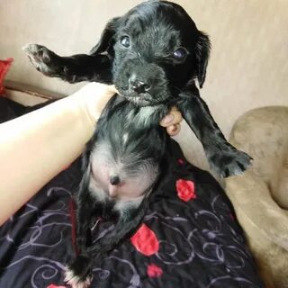 Спаниели новосибирск