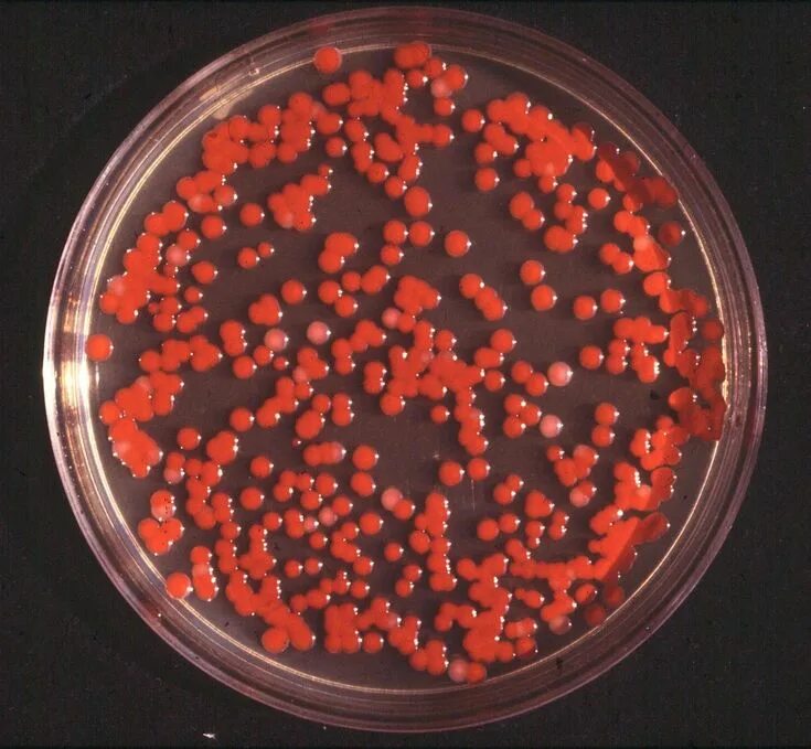Staphylococcus e coli