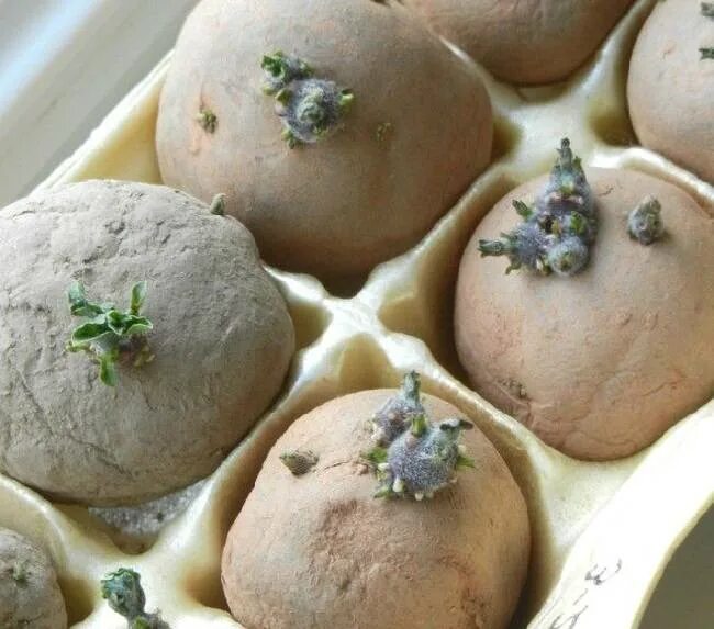 Картофель на проращивание перед посадкой когда достают. Посадка картофеля. проращивание картофеля для посадки. подготовка клубней картофеля к посадке. проросший клубень картофеля.