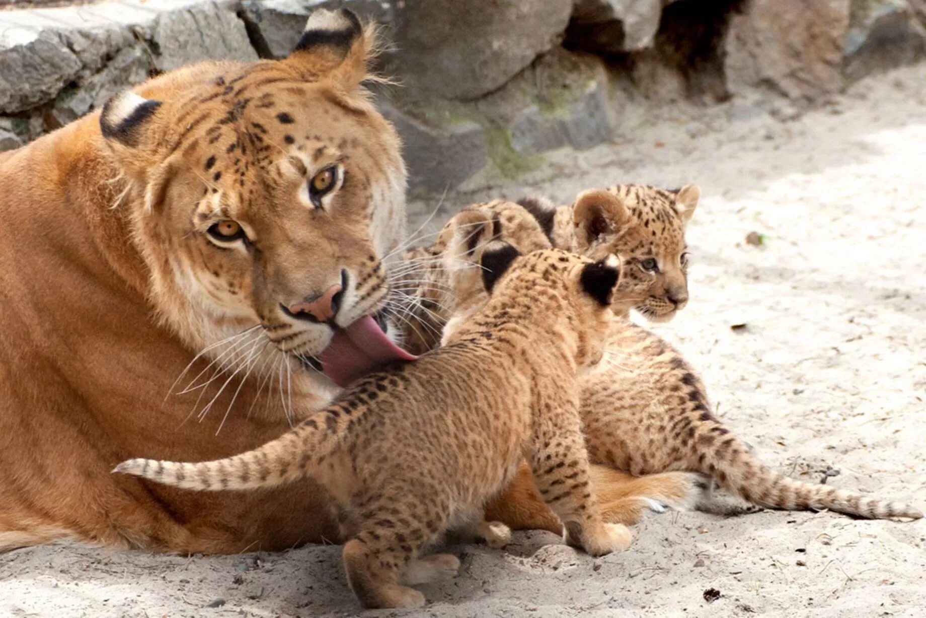 Liger uzbek tilida. Лигр. Лигр Геркулес. Лигр Новосибирский зоопарк. Лигр семейства кошачьих.