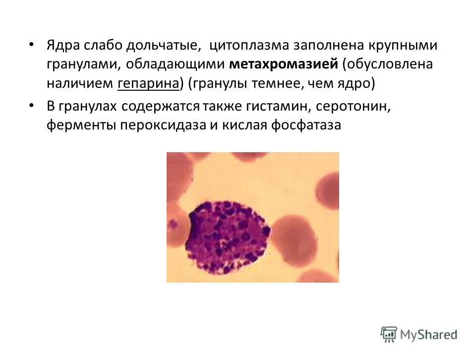 Клетки содержащие гранулы. Клетки содержащие гранулы