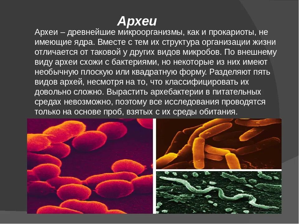 Царство археи. Прокариоты архебактерии. Археи термофилы. Надцарство археи.