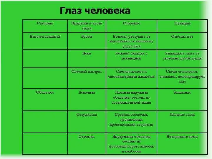 Зрительный анализатор части глаза строение функции. Таблица краткие сведения о строении и функции органа зрения. Таблица системы глаза части глаза строение функции. Строение глазного анализатора таблица.