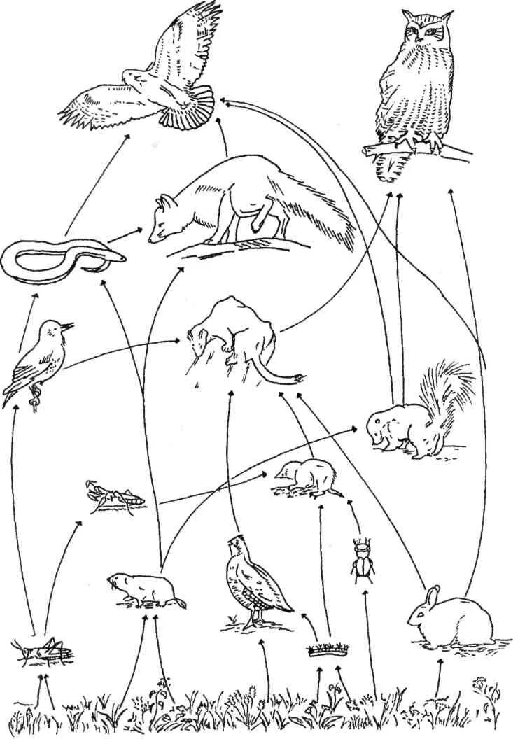 1 пищевые связи. Биоценоз Луга цепь питания. Схема пищевой сети Лесной экосистемы (по и.а. Шигареву, 1995). Пищевая сеть экосистемы Луга. Трофические связи сети питания.