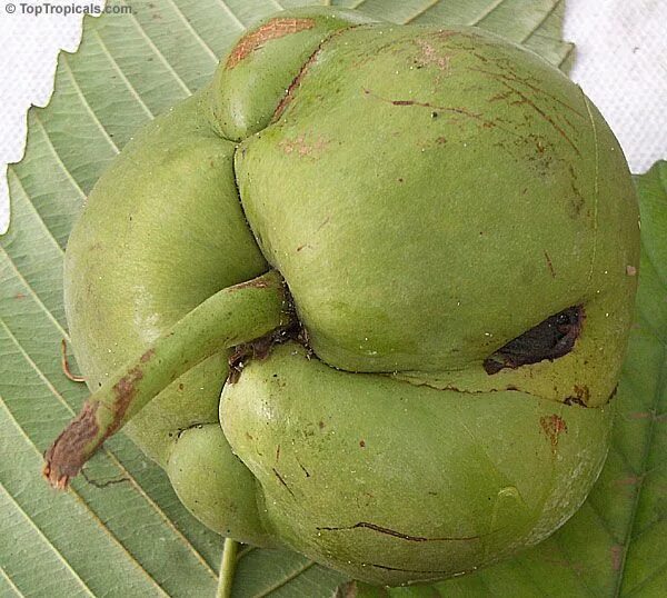 Elephant apple. Dillenia Indica (Дилления). Dillenia Indica, Дилления индийская, Чалта.. Dillenia серрата. Слоновое яблоко.