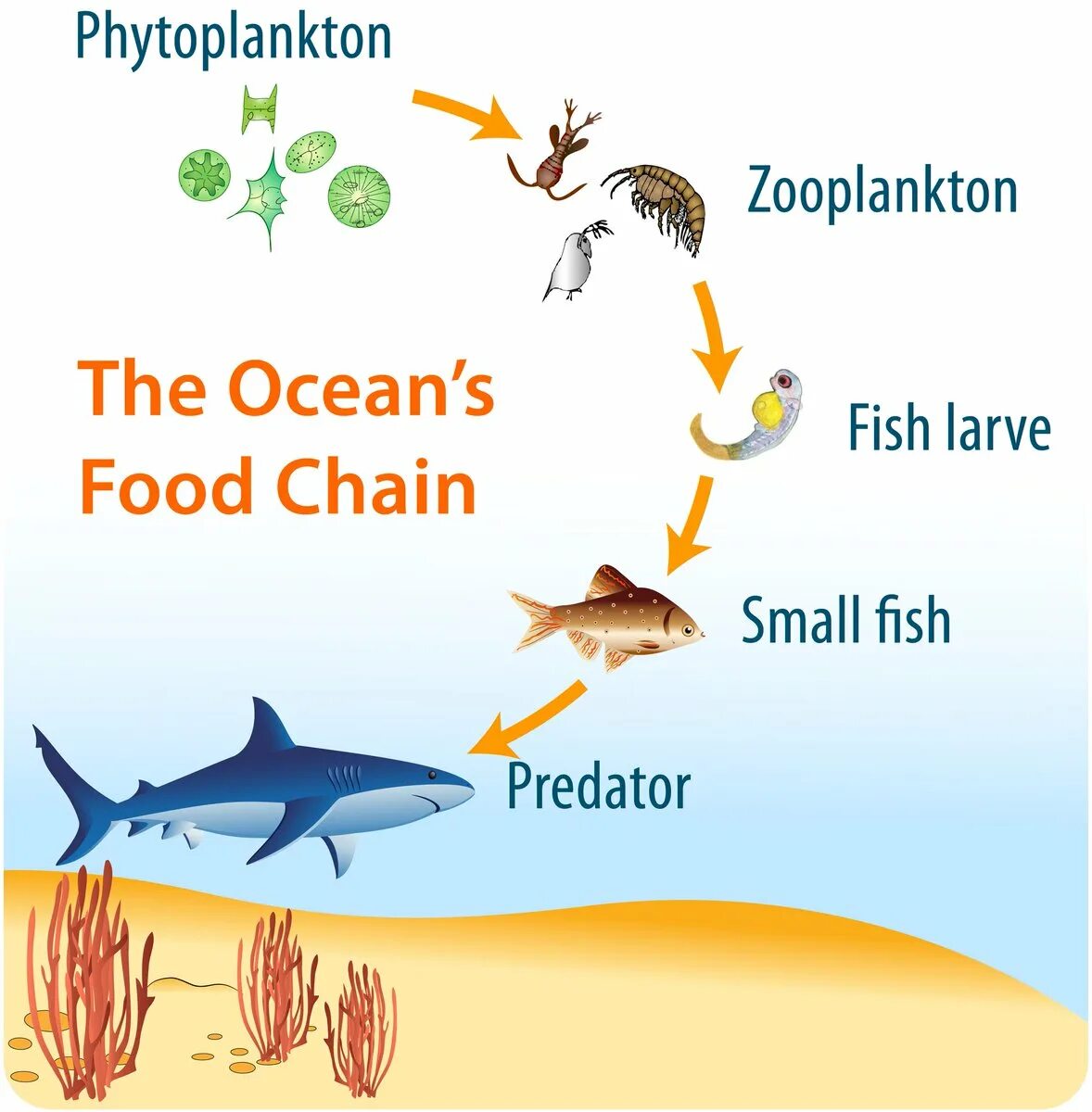 Цепь фитопланктон зоопланктон. Food Chain океан. Food Chain in the Ocean. Фитопланктон пищевая цепь. Пищевая цепь океана.