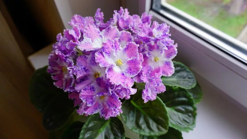 Молодые п т молодые п т. Пт юная пастушка фиалка. Пинки аннели герритсен. Конопляная пехорка 447 горчица. Сорт фиалки юная пастушка.