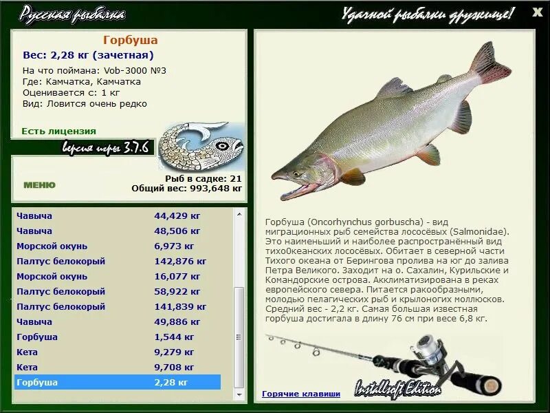 горбуша вес. 5 амур сима. горбуша. горбуша какой вес. средний вес горбуши.