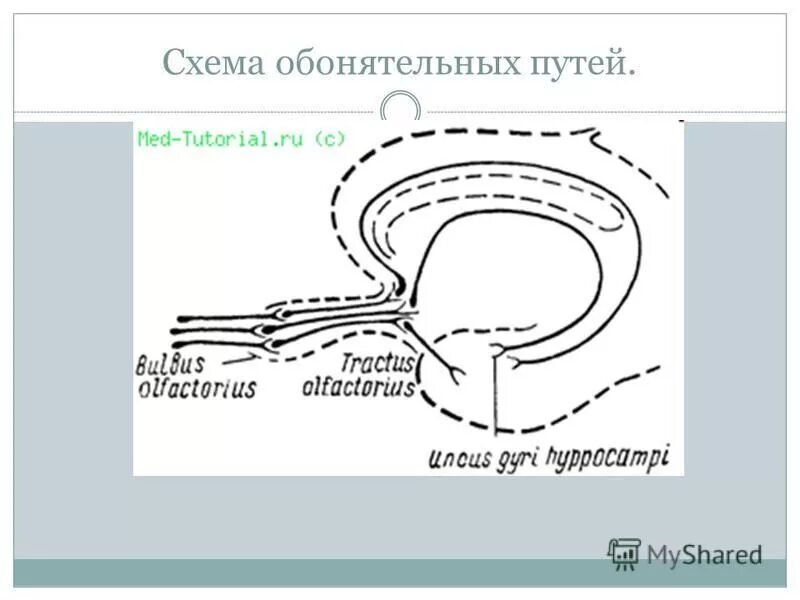 Отдел обонятельного нерва. Путь обонятельного анализатора схема. Проводящие пути обонятельного анализатора схема. Проводящий путь обонятельного нерва схема. Обонятельный нерв схема пути.