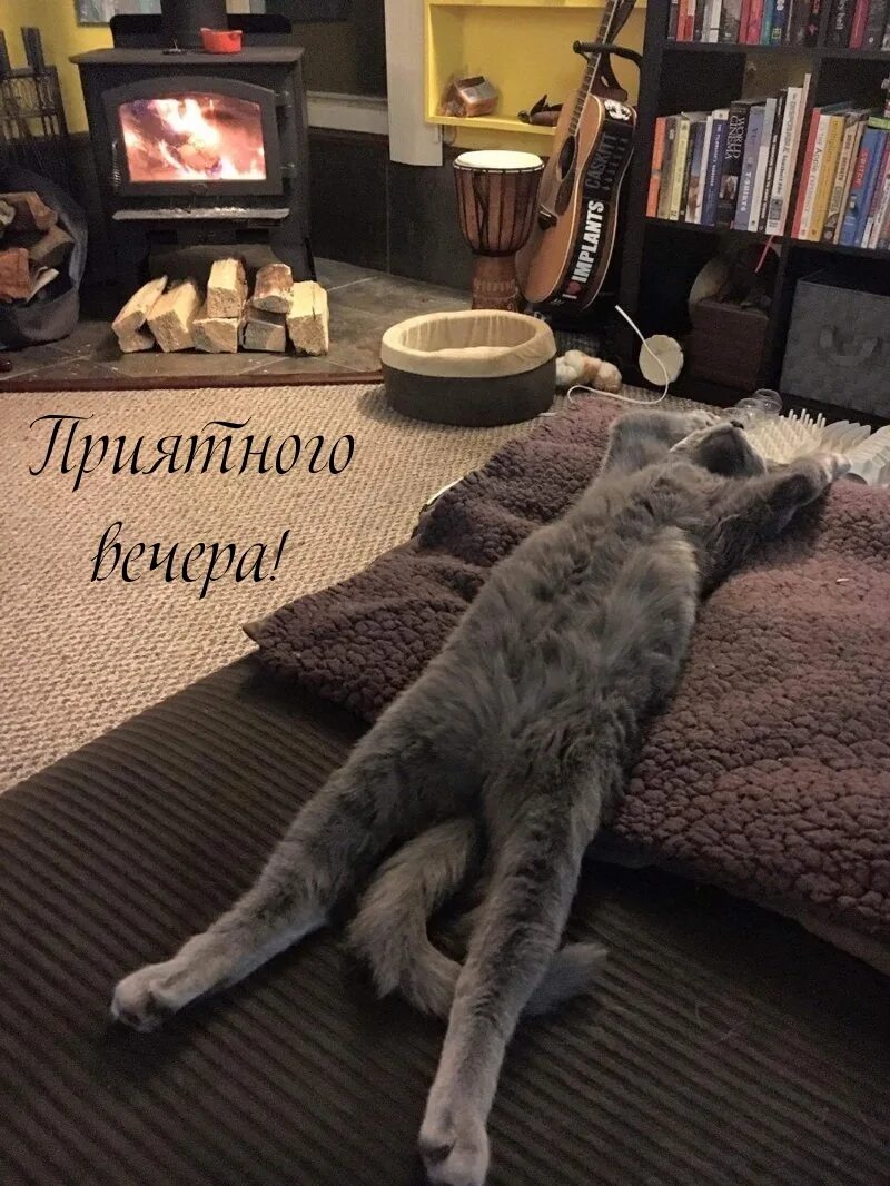 Расслабленный вечер. Дом для кота. Уютный котик. Коты в квартире. Уютные кошки.