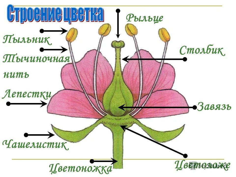 Строение и разнообразие растений. Строение и разнообразие растений