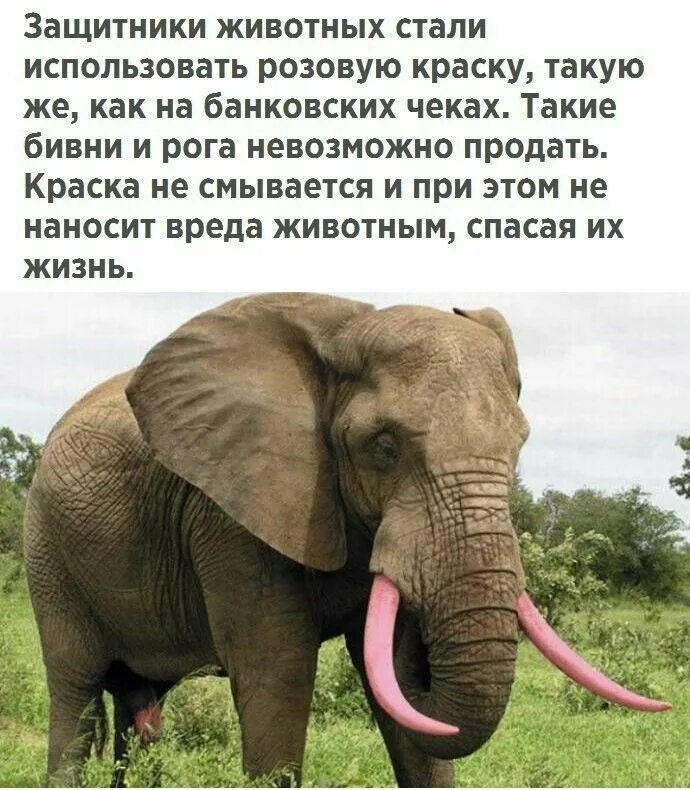 Факты о самых популярных животных