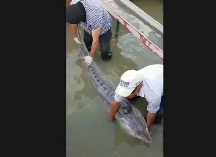 Әзірбайжандық секс