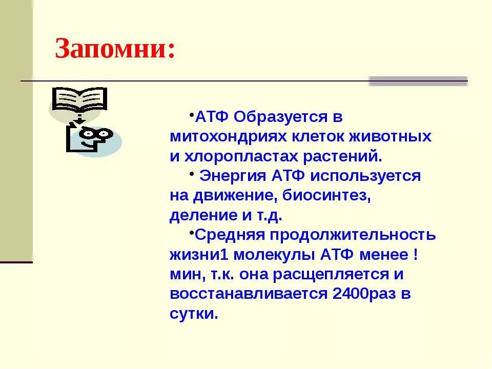 Использование атф в клетках. Атф это в биологии. как расшифровывается атф в биологии. презентация на тему атф. продолжительность жизни молекулы атф.