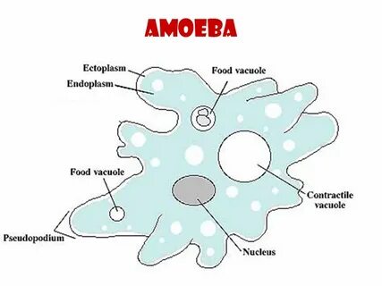Модель амебы