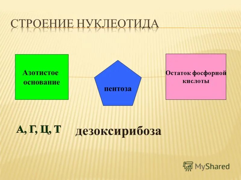 в азотистое основание входит нуклеотид