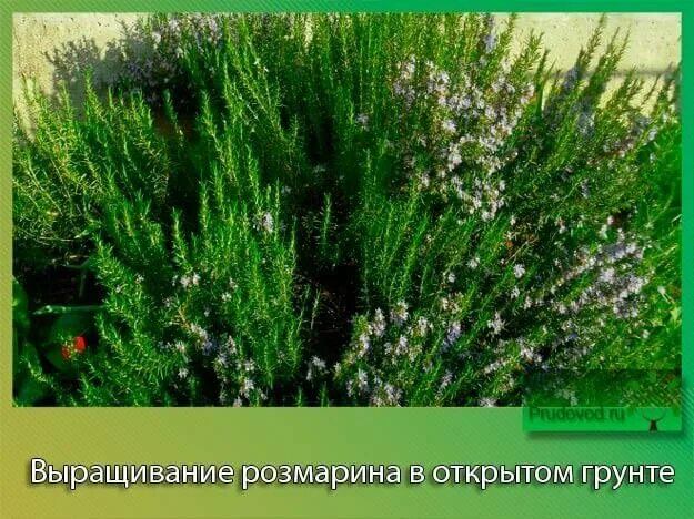 Розмарин в саду. Розмарин в открытом грунте в Подмосковье. Розмарин в открытом грунте.