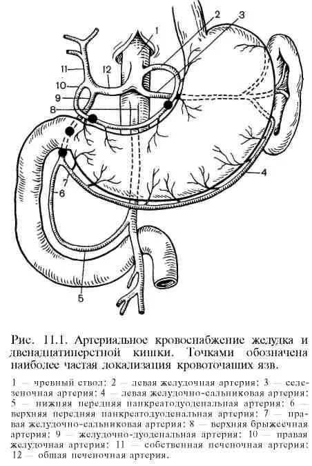 Связки двенадцатиперстной кишки схема. Анатомия желудка и двенадцатиперстной кишки кровоснабжение. Кровоснабжение 12 перстной. Двенадцатиперстная кишка иннервация. Точка кровообращения