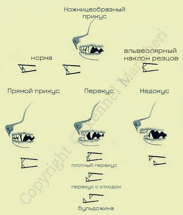 какой прикус у собак. правильный ножницеобразный прикус схема.