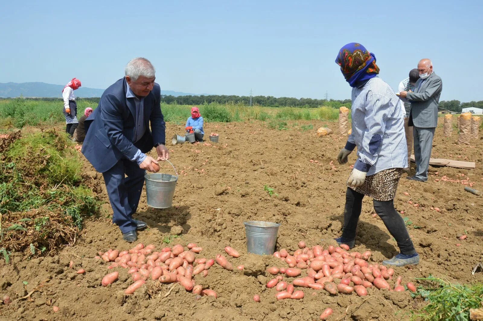Поле картофеля. Сбор урожая. Сбор картофеля. Уборка картошки. Уборка картофеля.