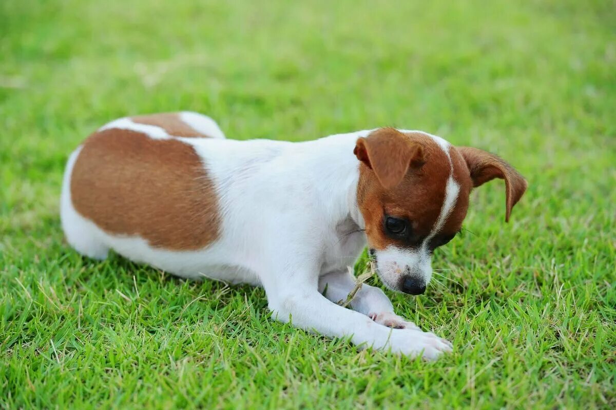 Собака на лужайке. Джек Рассел дрессировка. Собака ест траву. Бигль ест траву. Зачем собаки едят траву