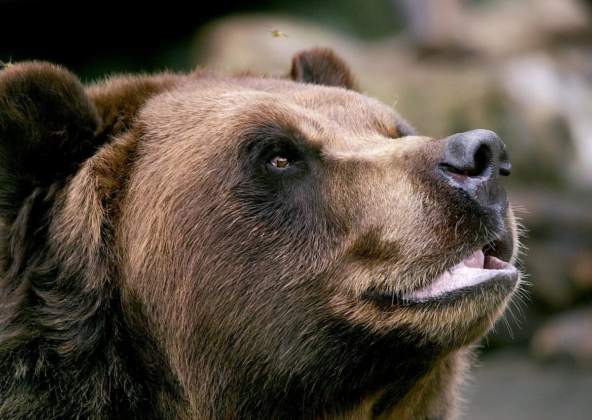 Бурый медведь голова. Бурый медведь Кадьяк. Морда медведя. Нос медведя. Голова медведя.