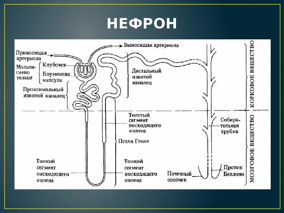 Какую функцию выполняет капсула нефрона. Нефрон строение и процессы. Боуменова капсула нефрона. Строение нефрона человека схема. Строение нефрона физиология.