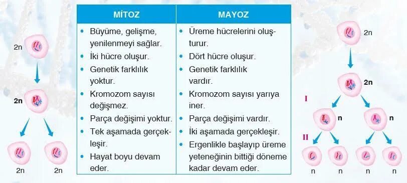 Mayoz. Mitoz Nima. Mitoz uzbekcha. Митоз и мейоз кратко и понятно. Контрольная работа по биологии митоз мейоз