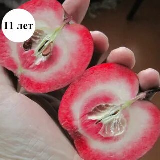 Сорт яблони ред кетти
